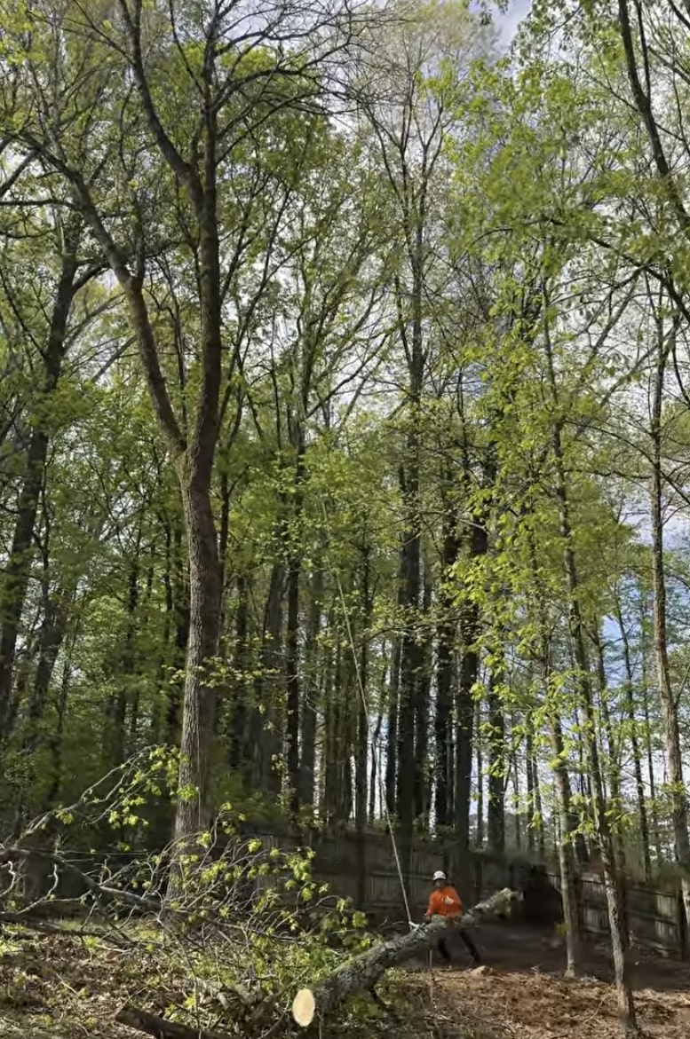 Emergency Tree Services service in Pico Rivera, CA